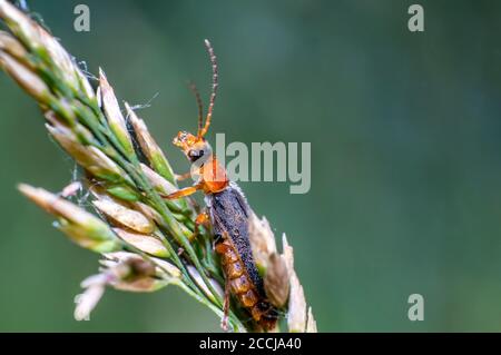 red black soft beetle on blade of grass on the summer meadow Stock Photo