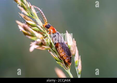 red black soft beetle on blade of grass on the summer meadow Stock Photo