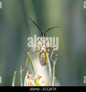 soft beetle on wheat stalk Stock Photo