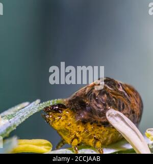 Thick grain pest caterpillar plague on wheat stalk Stock Photo