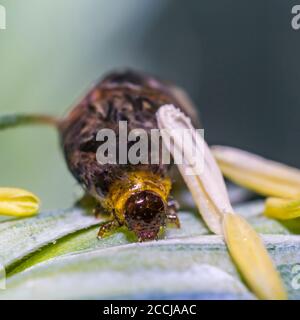 Thick grain pest caterpillar plague on wheat stalk Stock Photo