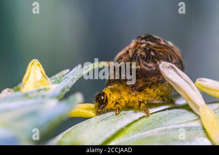 Thick grain pest caterpillar plague on wheat stalk Stock Photo