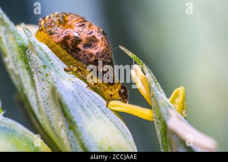 Thick grain pest caterpillar plague on wheat stalk Stock Photo