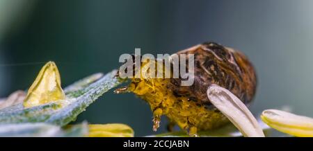 Thick grain pest caterpillar plague on wheat stalk Stock Photo