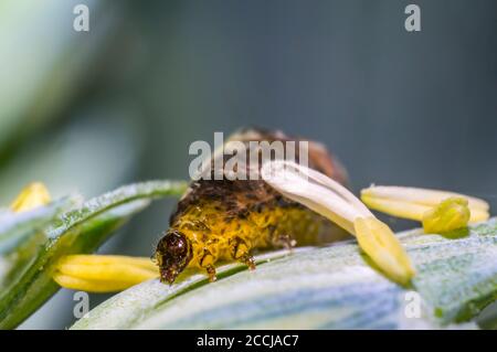 Thick grain pest caterpillar plague on wheat stalk Stock Photo