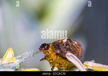 Thick grain pest caterpillar plague on wheat stalk Stock Photo