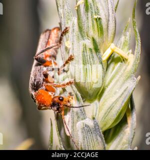 red soft beetle on blade of grass in the meadow Stock Photo