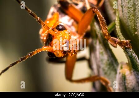 red soft beetle on blade of grass in the meadow Stock Photo