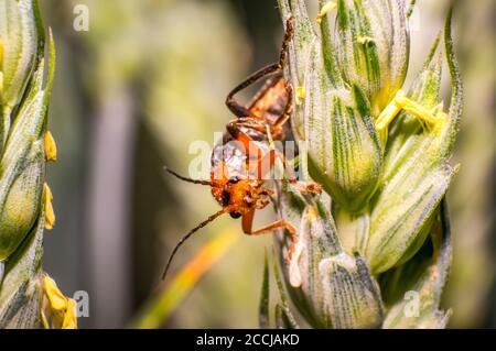 red soft beetle on blade of grass in the meadow Stock Photo