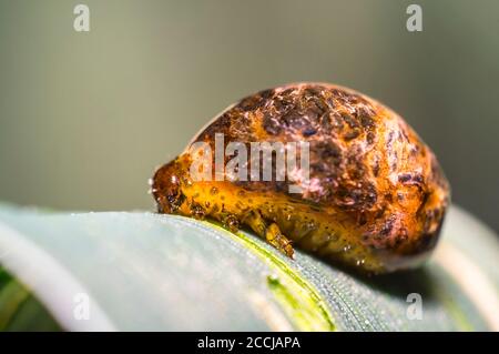 Thick grain pest caterpillar plague on wheat stalk Stock Photo