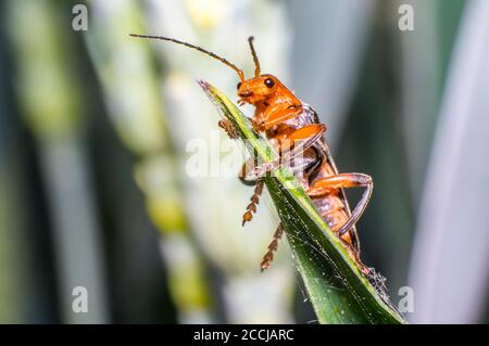 red soft beetle on blade of grass in the meadow Stock Photo