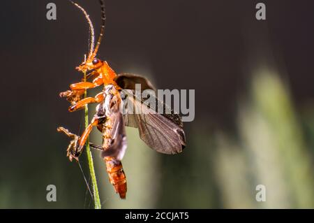 red soft beetle on blade of grass in the meadow Stock Photo