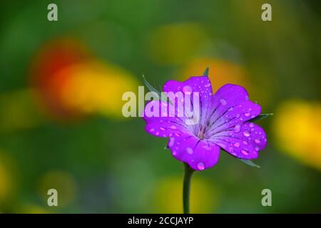 Corncockle in wild flowers Stock Photo