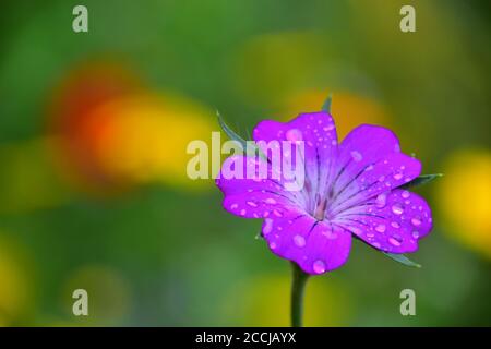 Corncockle in wild flowers Stock Photo