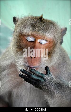 A macaque monkey licking it's fingers whilst feeding. His closed eyes show the white eyelids which look as though the monkey is wearing eye shadow. Stock Photo