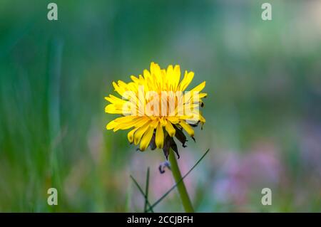 yellow dandelions on the spring meadow Stock Photo