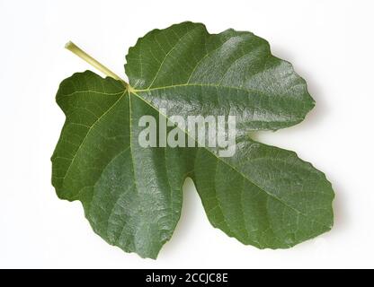 Feige, Ficus carica, ist ein sommergruener, mediterraner Baum mit essbaren, exotischen Fruechten. Fig, Ficus carica, is a summer green, Mediterranean Stock Photo