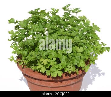 Petersilie, Petroselinum; Crispum, ist eine wichtige Heil- und Medizinalpflanze. Das Kuechenkraut wird auch in der Frankfurter Gruene Sosse verwendet. Stock Photo