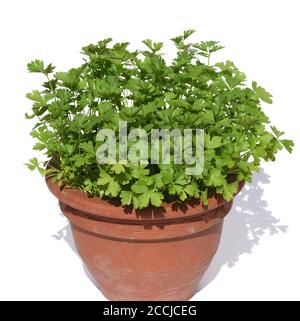 Petersilie, Petroselinum; Crispum, ist eine wichtige Heil- und Medizinalpflanze. Das Kuechenkraut wird auch in der Frankfurter Gruene Sosse verwendet. Stock Photo