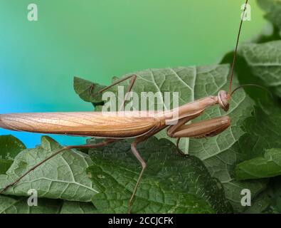 Close-up of a brown praying mantis with multi colored background Stock Photo