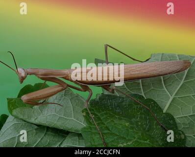 Close-up of a brown praying mantis with multi colored background Stock Photo