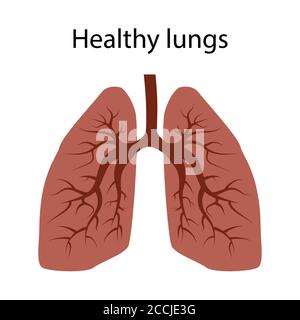 Lungs of a healthy person. There are no diseases or viruses in the lungs. Isolated vector EPS 10. Stock Vector