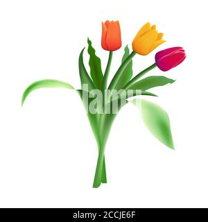 Three realistic vector beautiful tulips isolated on white background. Red, orange and yellow flower buds in a bouquet. Green long leaves. Stock Vector
