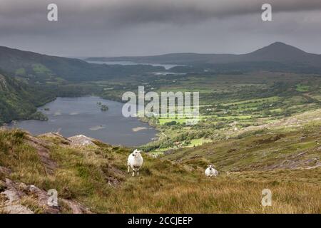 Healy Pass, Cork, Ireland. 22nd August, 2020. Sheep wander the mountainside overlooking Glanmore Lake on the Cork-Kerry Border at the Healy Pass, Co. Cork, Ireland.  - Credit; David Creedon / Alamy Live News Stock Photo