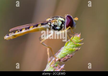 Hoverfly on a thistle Stock Photo