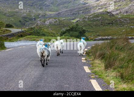 Healy Pass, Cork, Ireland. 22nd August, 2020. Mountain sheep wander the road on the Healy Pass, Co. Cork, Ireland. - Credit; David Creedon / Alamy Live News Stock Photo