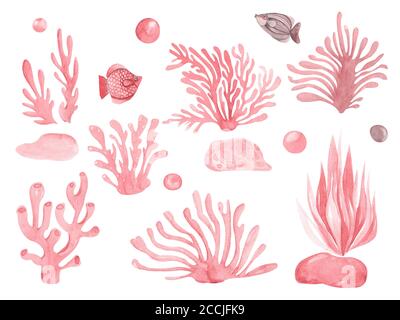 Watercolor illustration of collection of sea life. Painted red corals algae fish on a white background Stock Photo