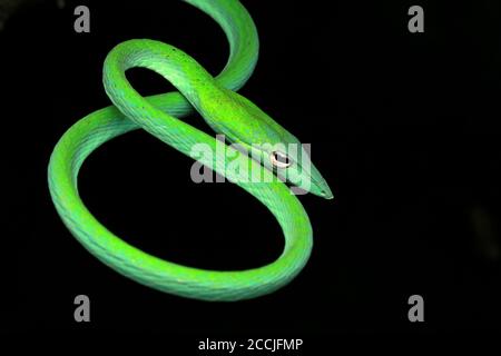 Oriental whip snake is a slim and gentle arboreal snake