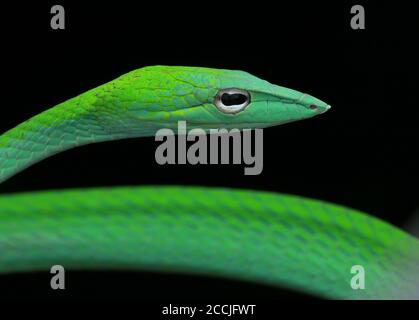 Oriental whip snake is a slim and gentle arboreal snake