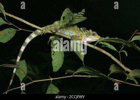 Male Great Anglehead Lizard perching on a low tree, Gonocephalus grandis, Stock Photo