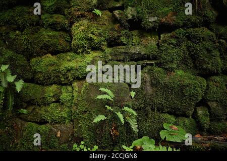 Moss-grown ancient stonewall. Horizontal close-up shot. Fortified shore with a stone wall. Unnamed tributary of the Shypit river, Transcarpathia Stock Photo