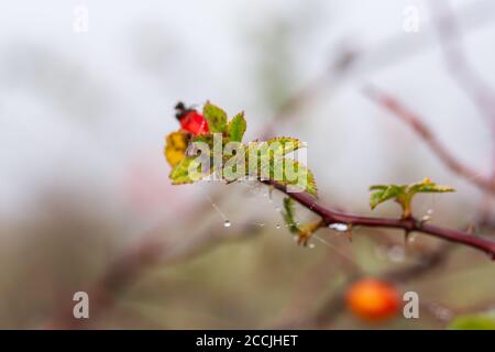 Ripe rose with dew drops. Gossamer in the dew drops. Fog in the background. Autumn natural background. A prickly branch of wild rose. The month of Nov Stock Photo