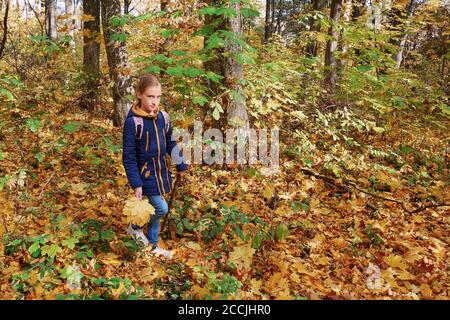 Caucasian blonde little girl walking in sunny maple forest in falling season Stock Photo