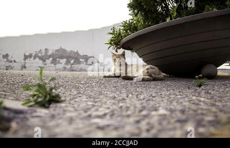 Orange tabby cat resting on street, pet animals Stock Photo