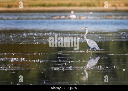 Grey Heron, Ardea cinerea standing in the water in the Netherlands in the summer Stock Photo