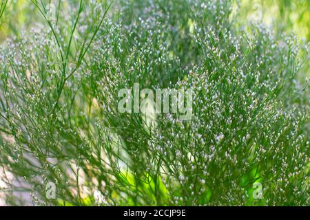 Babys breath, also called Gypsophila paniculata or Schleierkraut Stock Photo