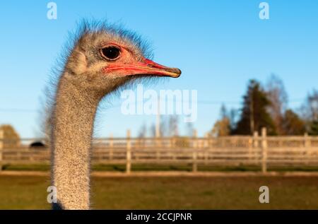Ostrich Profile of head with red beak and neck on the farm. Stock Photo