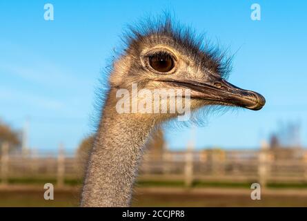Ostrich head with neck on the farm. Stock Photo
