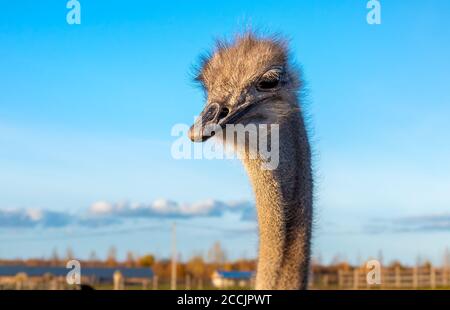 Ostrich head with neck on the farm. Stock Photo
