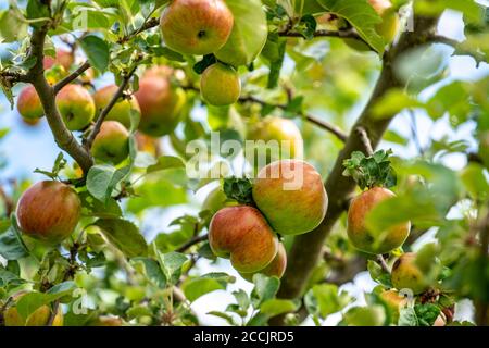 Old apple variety, red ice apple, meadow orchard, table apple, apple tree, Hemer, NRW, Germany, Stock Photo
