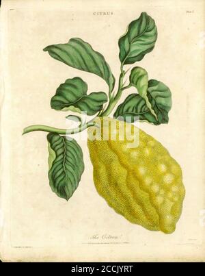 The citron (Citrus medica) is a large fragrant citrus fruit with a thick rind. It is one of the three original citrus fruits from which all other citrus types developed through natural hybrid speciation or artificial hybridization.[2] Though citron cultivars take on a wide variety of physical forms, they are all closely related genetically. It is used widely in Asian cuisine, and also in traditional medicines, perfume, and for religious rituals and offerings. Hybrids of citrons with other citrus are commercially prominent, notably lemons and many limes. Handcolored copperplate engraving From t Stock Photo