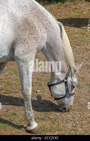 A white Lipizzan or Lipizzaner horse in the stud farm in the town of Lipica in Slovenia. Stock Photo