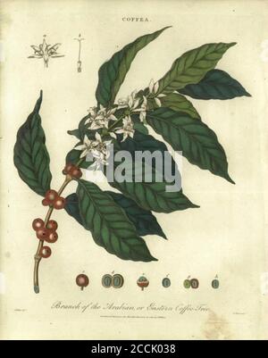 Arabian or Eastern Coffee Tree (Coffea) Handcolored copperplate engraving From the Encyclopaedia Londinensis or, Universal dictionary of arts, sciences, and literature; Volume IV;  Edited by Wilkes, John. Published in London in 1810 Stock Photo