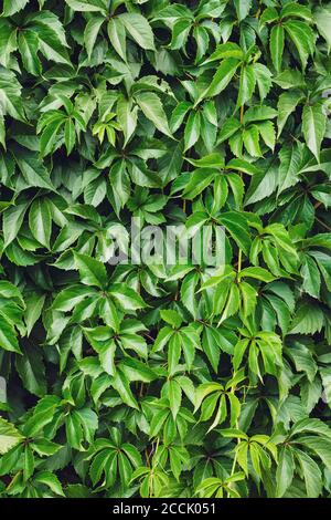 Green creeper leaves on the wall. Natural pattern, texture, green wallpaper. Wild vine leaf background. Liana on the fence, hedge, hedgerow. The conce Stock Photo