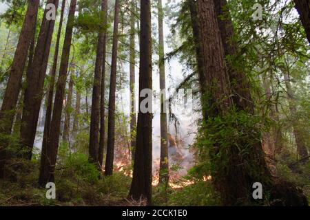 Boulder creek santa cruz hi res stock photography and images