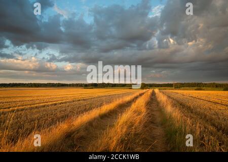 A dirt road through mowed fields and dark clouds during sunset Stock Photo
